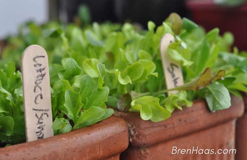 Lettuce in the Greenhouse