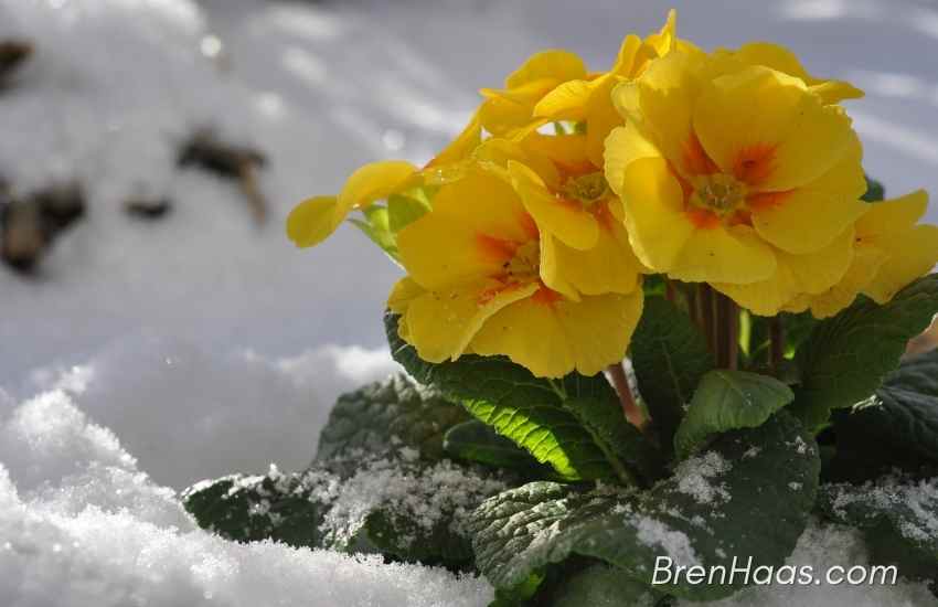 Primrose Blooming in January