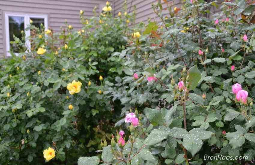 Yellow and Pink Knockouts in my Landscape