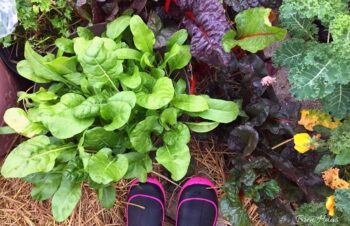 winter harvest of lettuce, swiss chard and kale