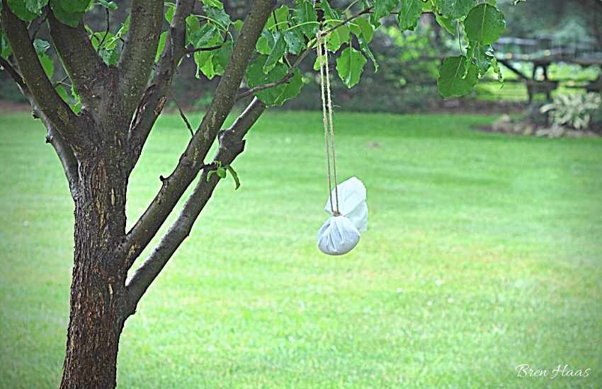 Poop Bag in Tree