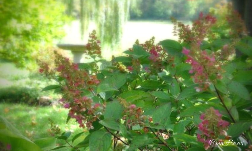 Pinky Winky Hydrangea in My Landscape