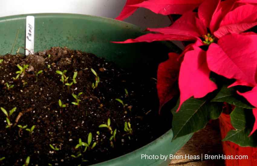 New Seedlings
