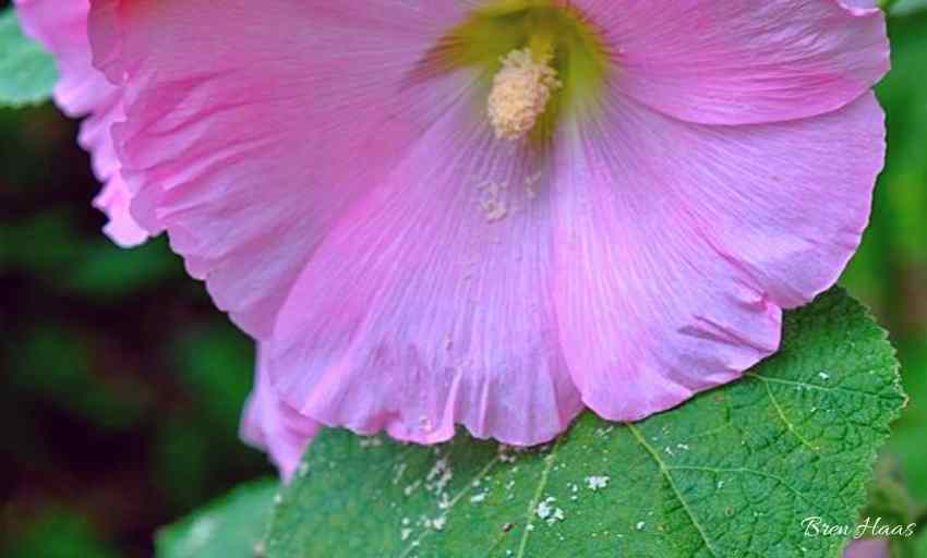 How to Grow and Care for Hollyhocks