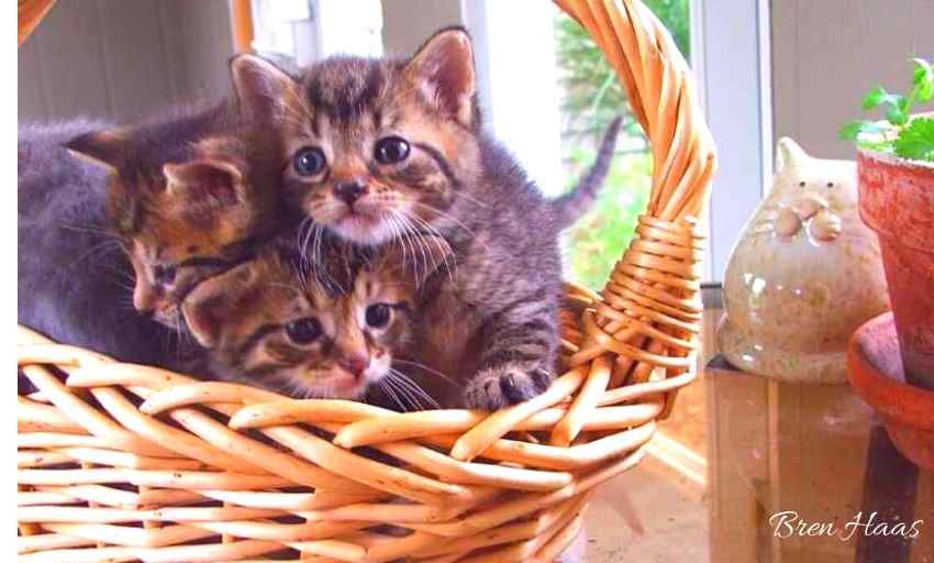 Life Is A Basket Full of Kittens