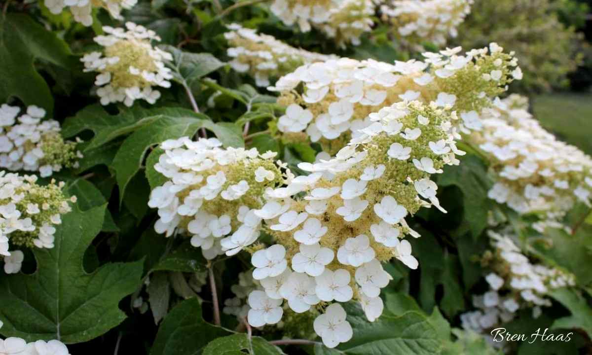 The Classic And Easy Growing Oakleaf Hydrangea Bren Haas
