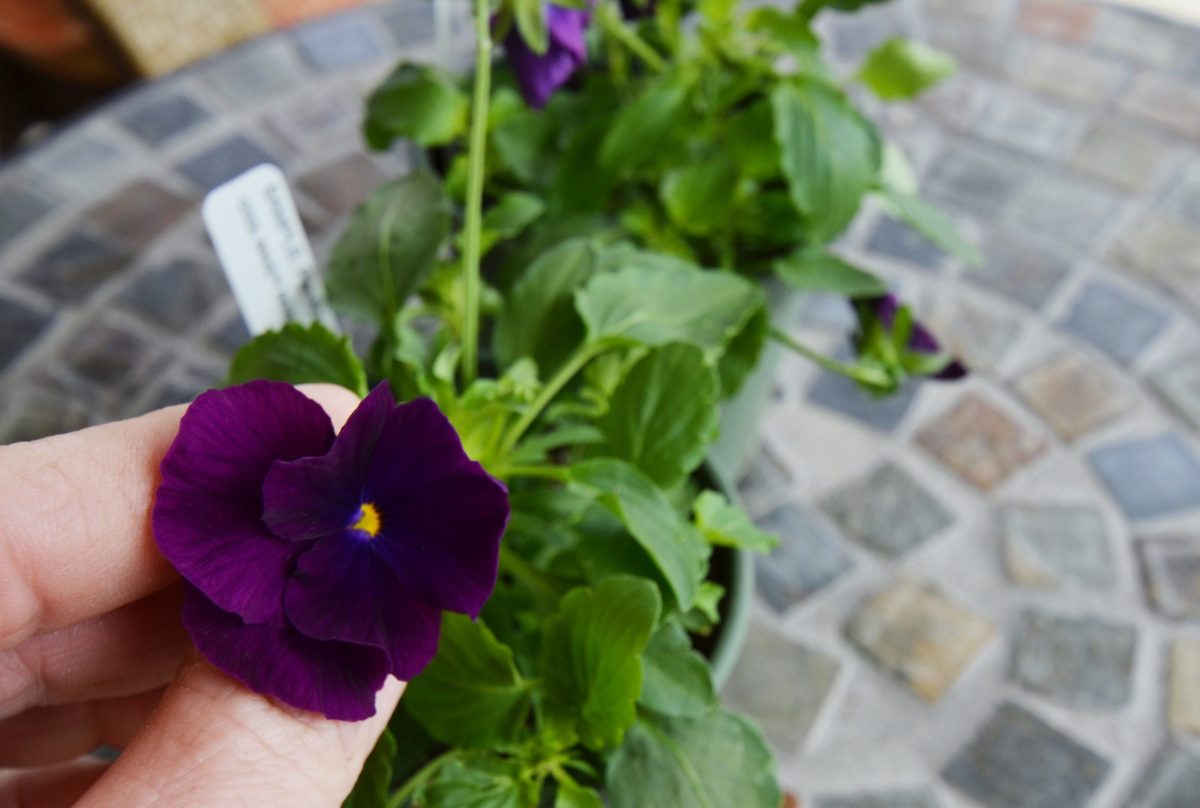 Catch The Wave This Spring : Add Trailing Pansies