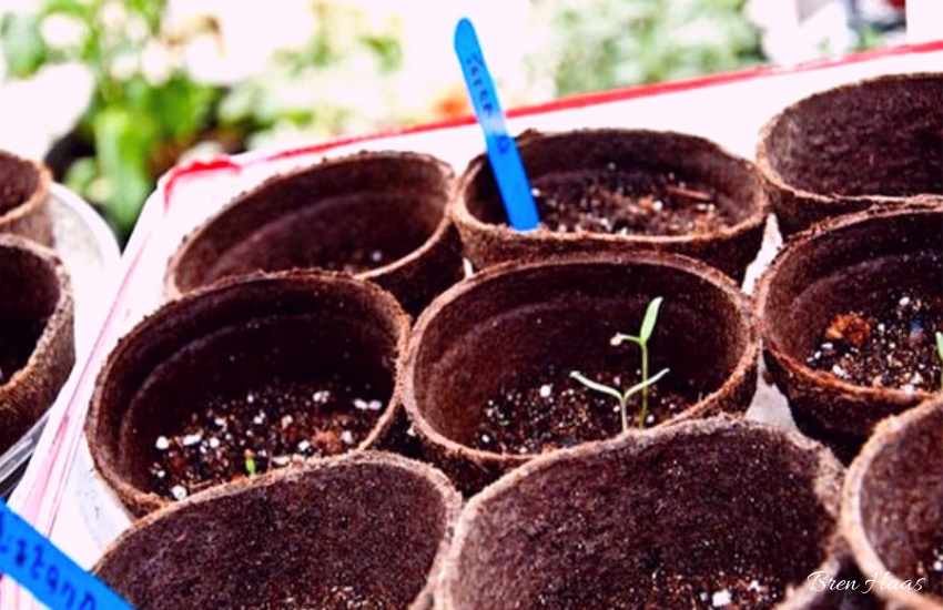 Easy Indoor Seed Starting Tips