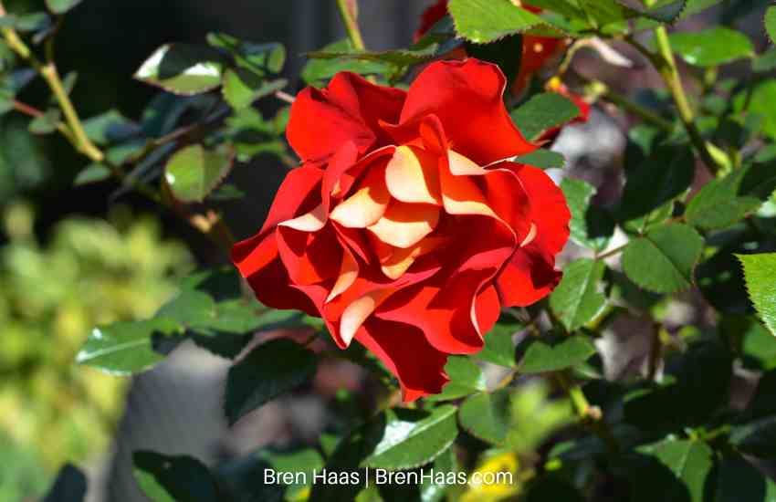 ketchup and mustard bloom