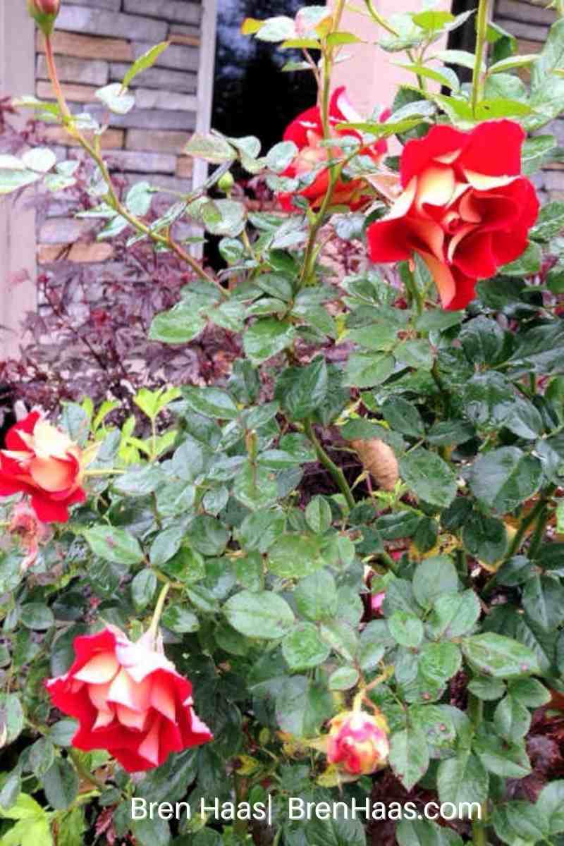 ketchup and mustard rose shrub in autumn