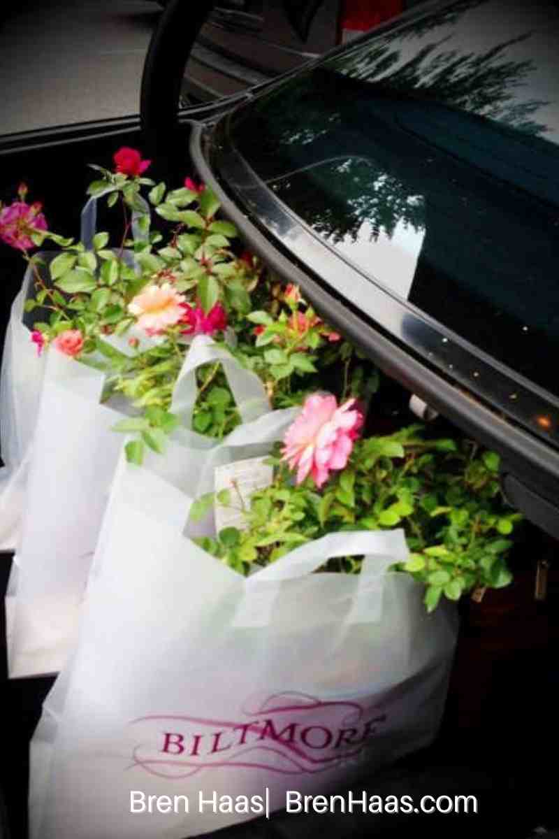 loaded trunk with rose shrubs