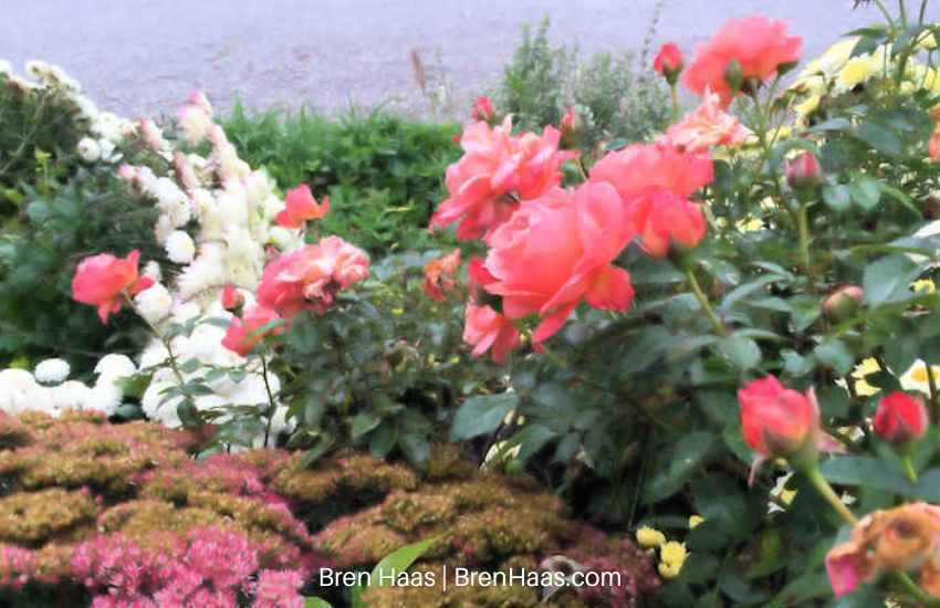 Loretta Lynn Rose in Autumn with Mums