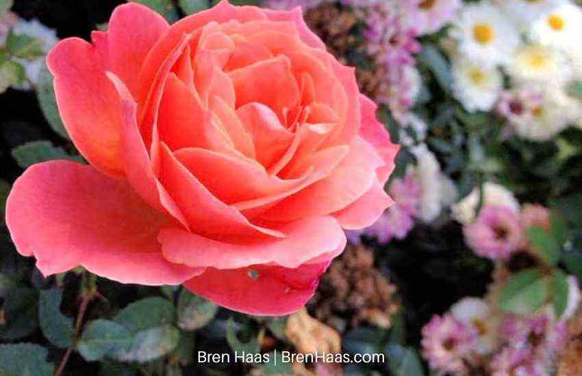 Loretta Lynn Rose in Bloom