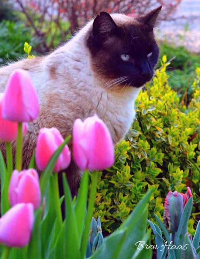 Boo Kitty in the Tulips