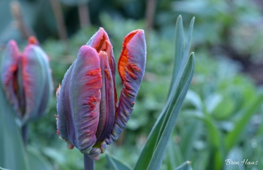 creative tulip