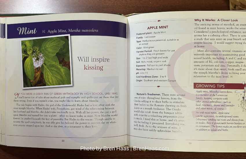 benefits of plants featuring mint herb page