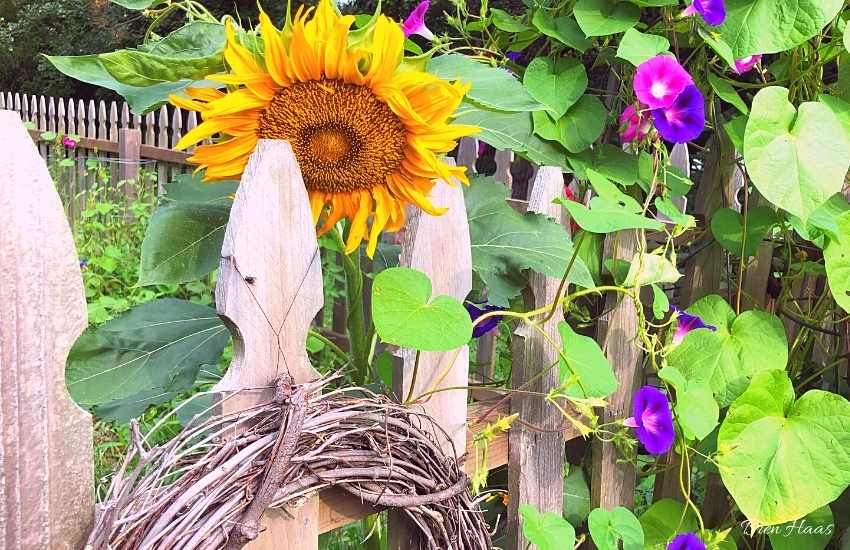 Sunflower Volunteers in my Home Garden
