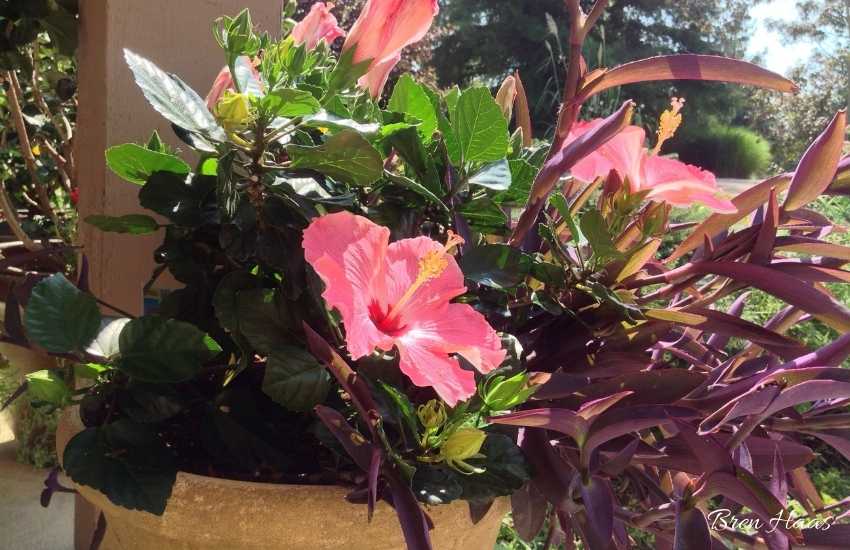 3 Hibiscus Plants : That Will Rock Your Home Garden