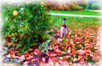 Betty Kitty in the Leaves