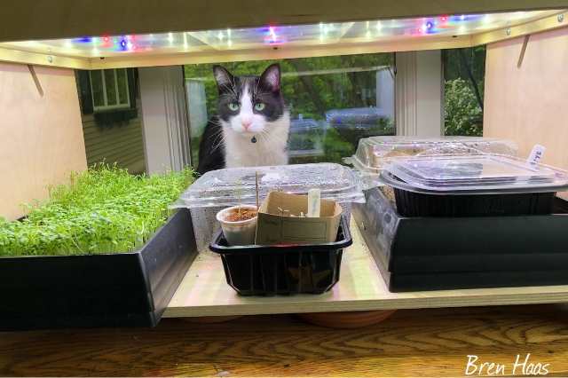 How to Keep Cats Out Of The Home Garden