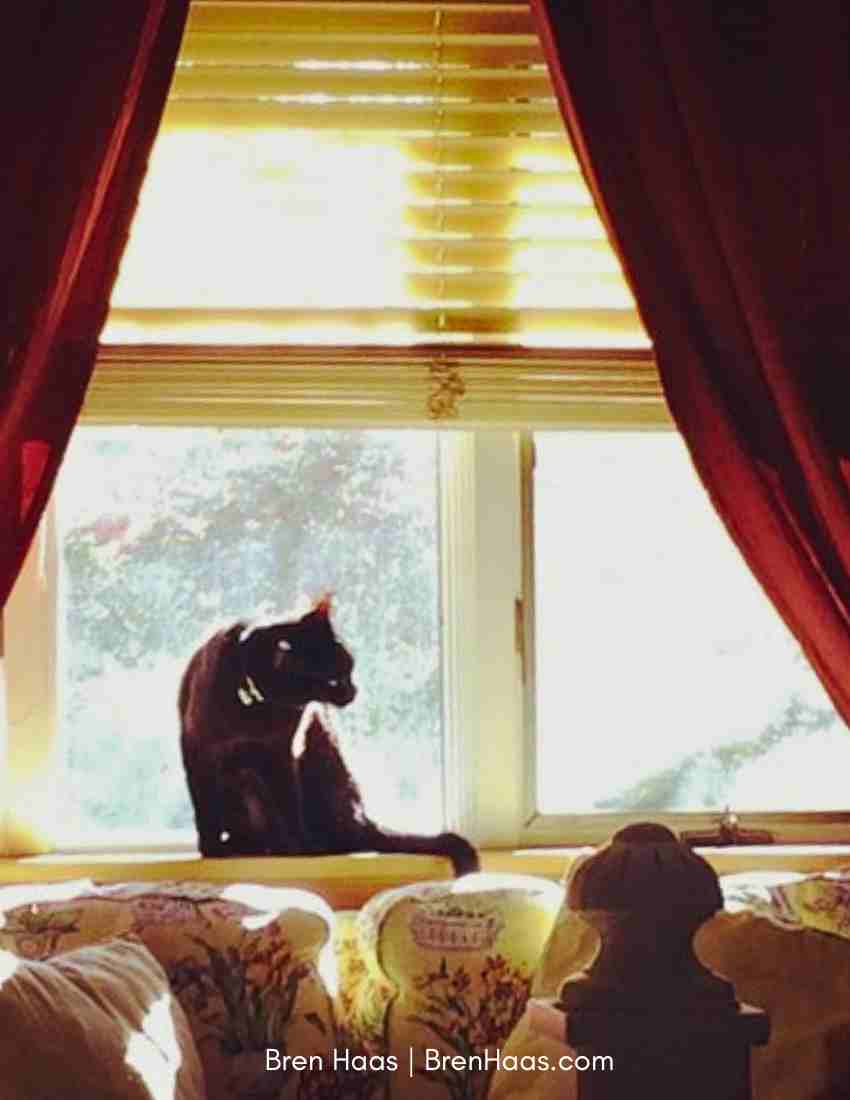 Jack Kitty in Window