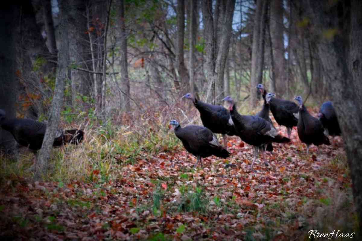 Wild Turkey Sighting In My Ohio Backyard