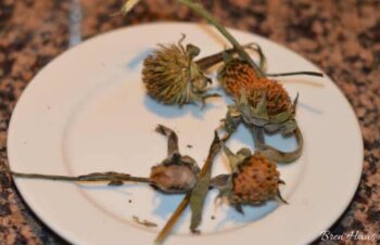 seed heads on plate