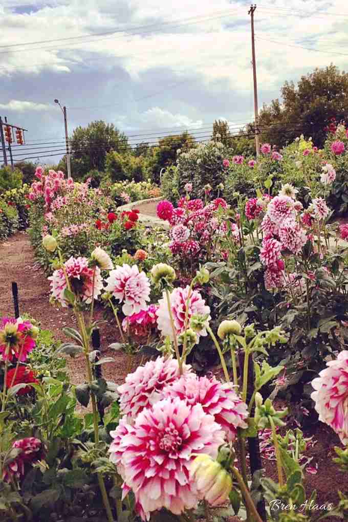 A Visit to Dahlia Hill in Midland, Michigan | Bren Haas