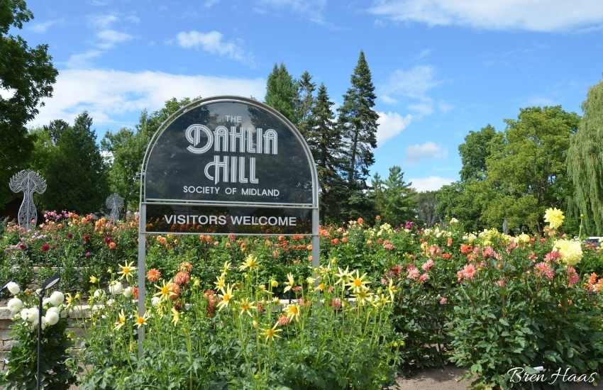 A Visit to Dahlia Hill in Midland, Michigan