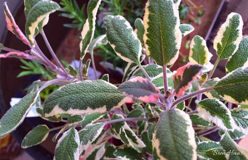 verigated sage with pink highlights