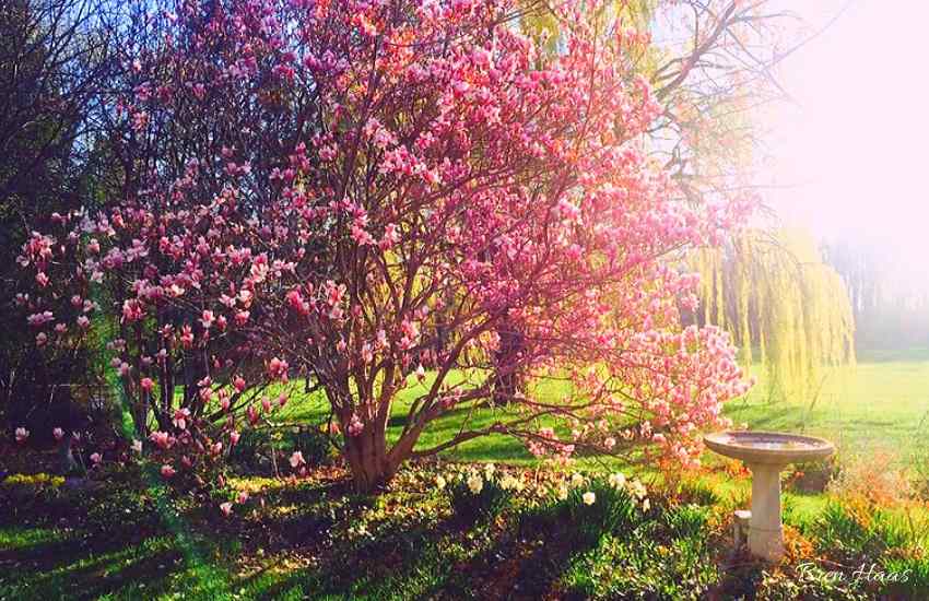 Magnolia Trees in My Ohio Garden