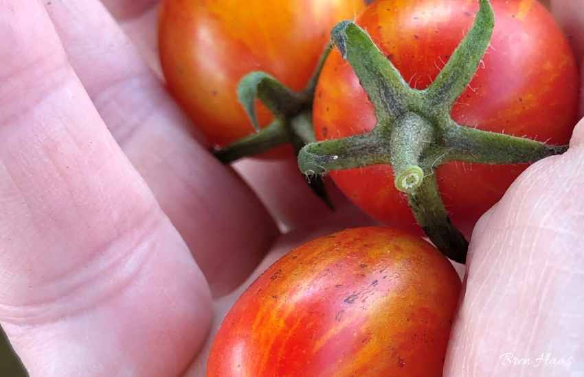 How To Start Tomatoes from Seed