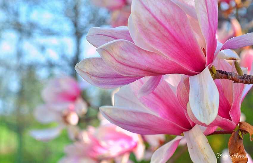 Upclose Magnolia Bloom