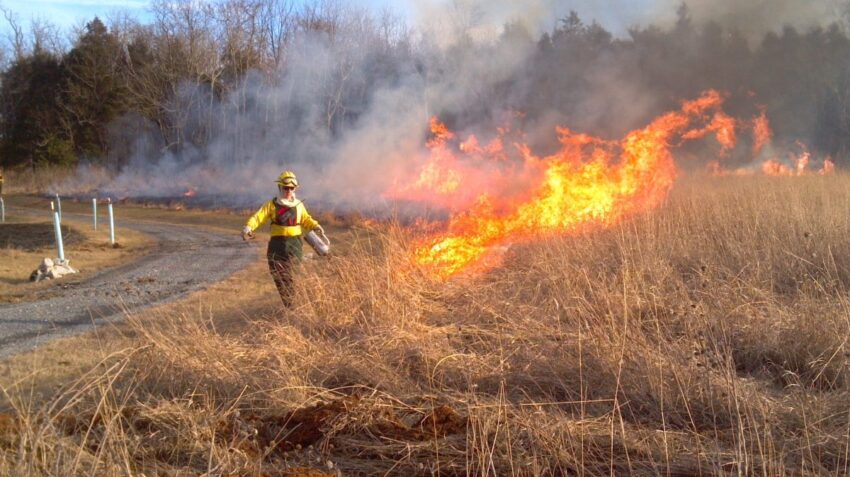 Conservation Management : Controlled Burning At Oak Openings Park