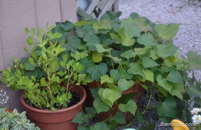 peanuts and sweet potatoes in containers