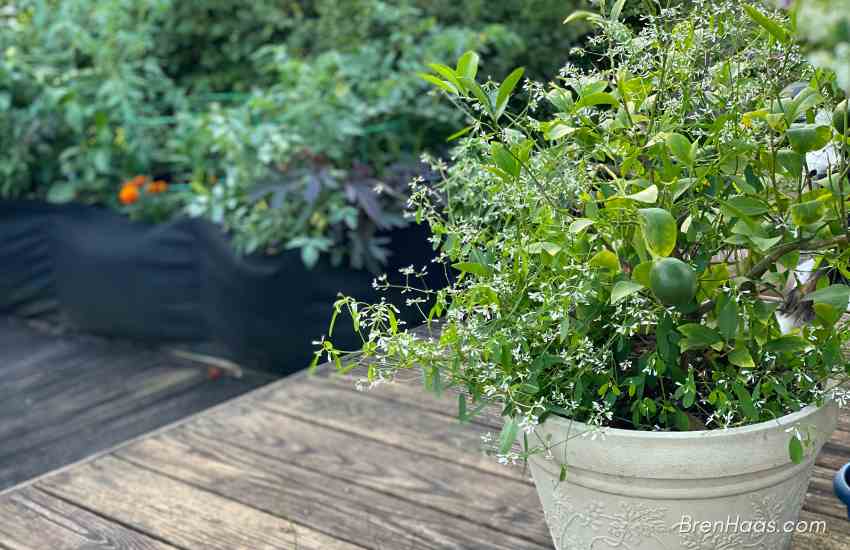 lemon tree and more in containers