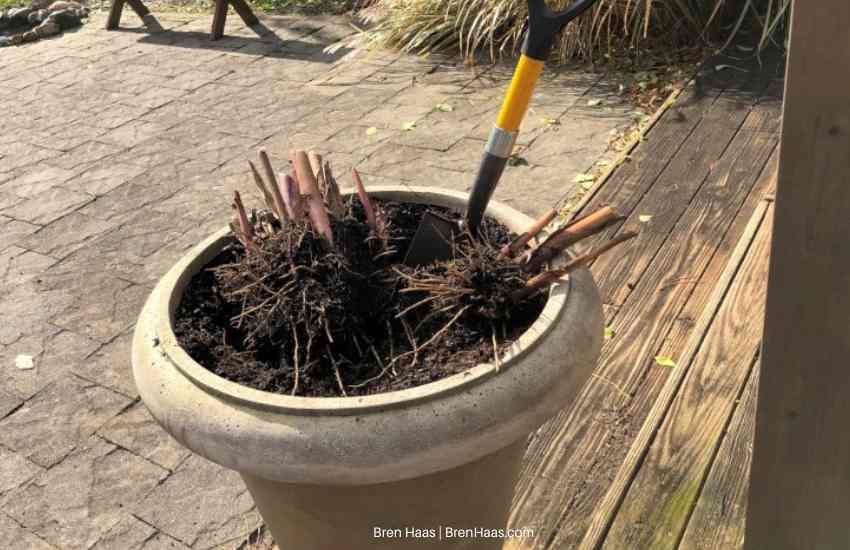 Digging Up Canna