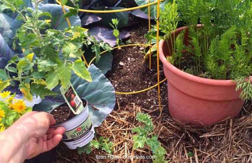 tomato plant in container tips