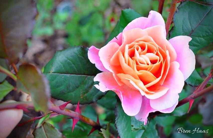 How to Grow Roses in Your Home Garden