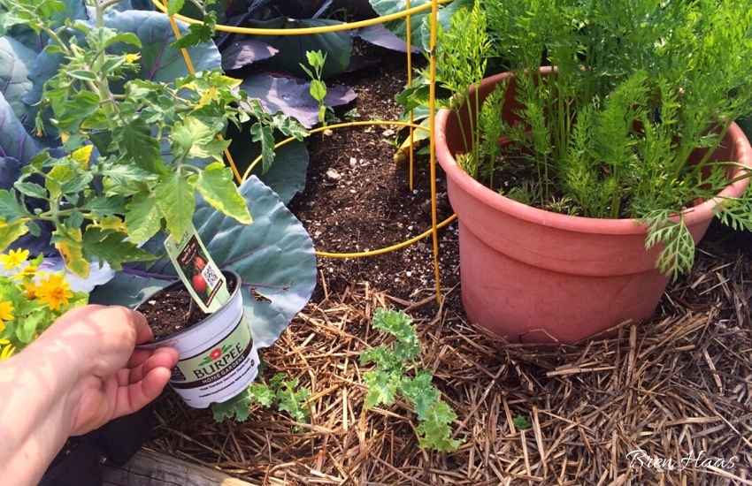 tomato planting tip