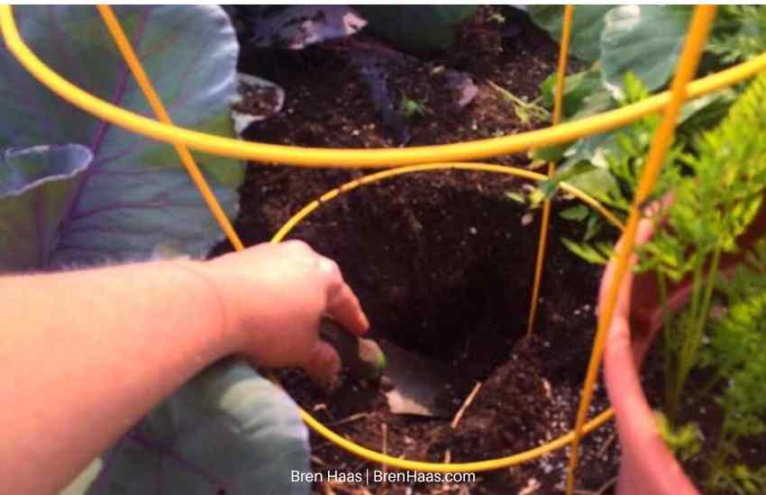 dig hole in center of location for tomato