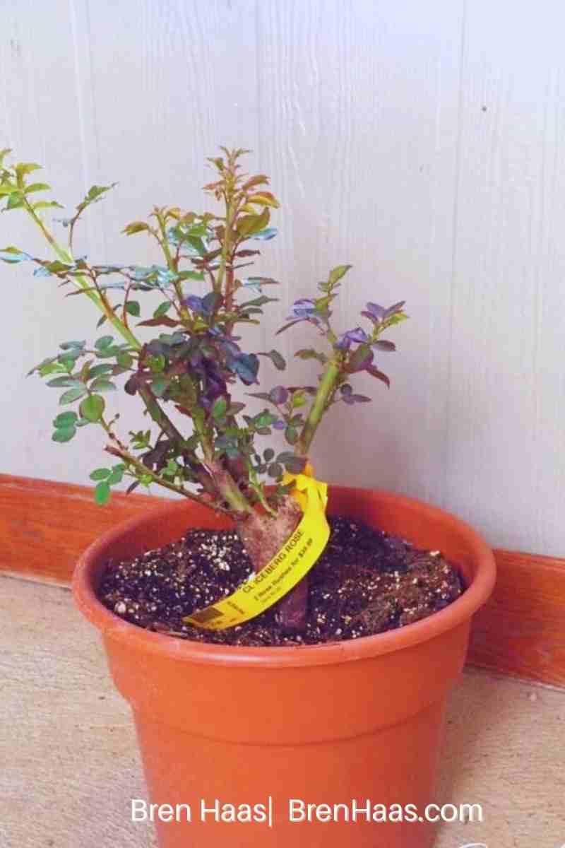 iceberg Rose in Container from Garden Center