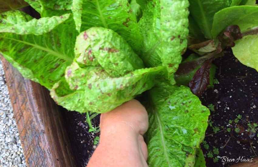 Lettuce : Can’t Imagine Growing Without It!