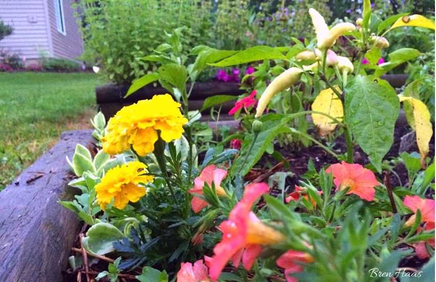 mixed annuals in the raised bed