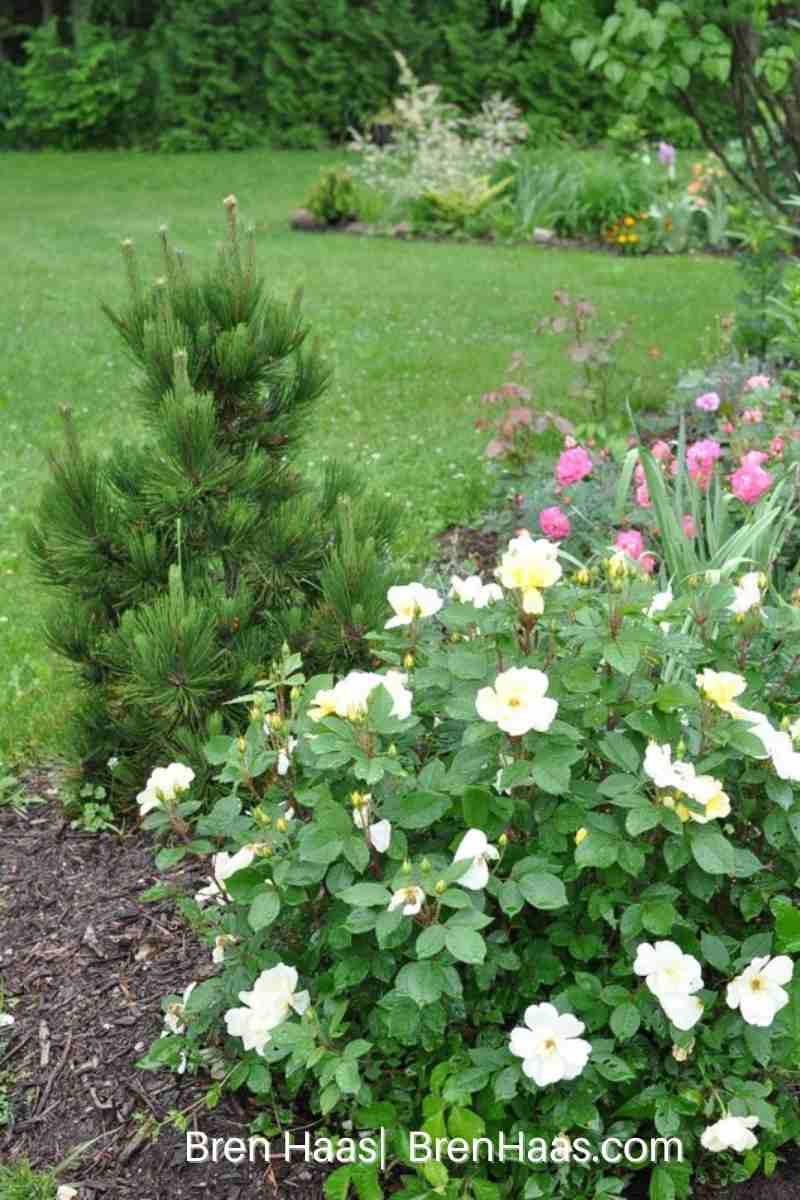 popcorn yellow shrub in garden