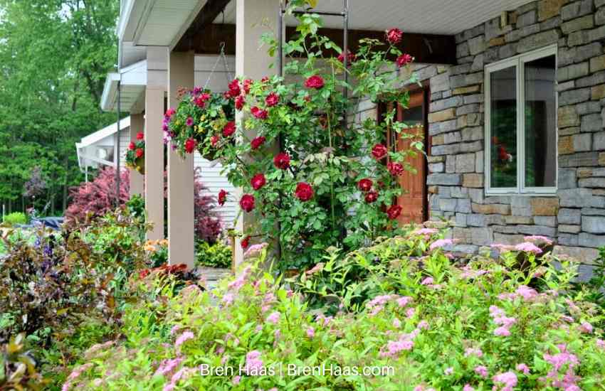 Don Jaun Climbing Rose on Porch