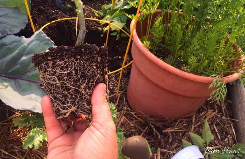 Roots of Tomato Plants