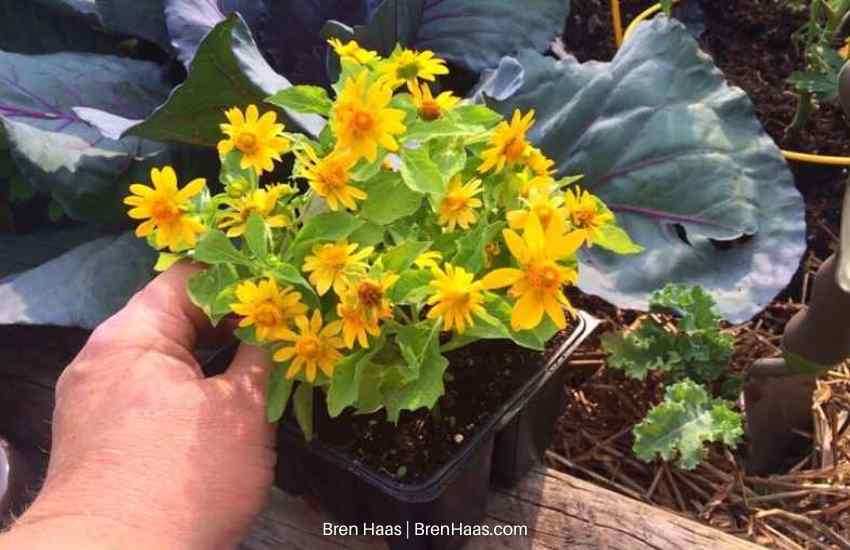 sungold annual in containers