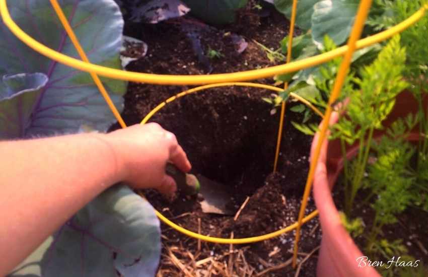 dig hole for tomato / before cage is added