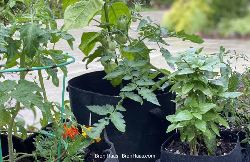 tomato container gardening tips